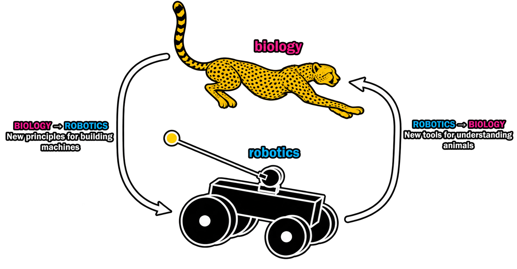 What we do at REBL: robotics, AI, biomechanics and field biology brought together to study animal movement, sensing and survival.